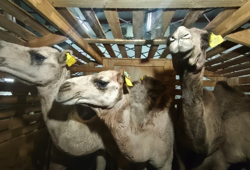 Ternak Impor Australia Masuk Jatim, Ratusan Ekor Jalani Karantina Ketat di Surabaya